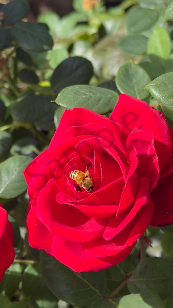 Red Rose Bee Art | MANN uP Art
