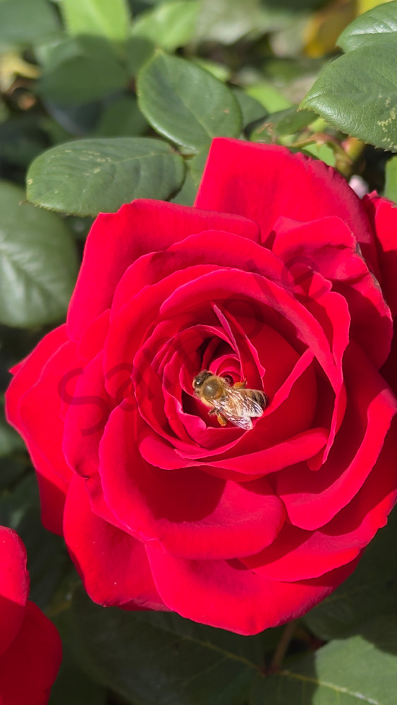 Red Rose Bee 2 Art | MANN uP Art