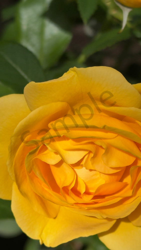 Yellow Rose 1 Art | MANN uP Art