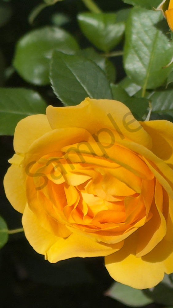 Yellow 2 Art | MANN uP Art