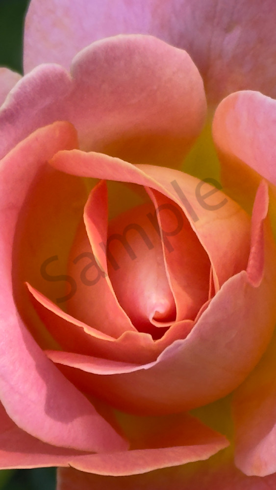 Pink Rose (Closeup) Art | MANN uP Art