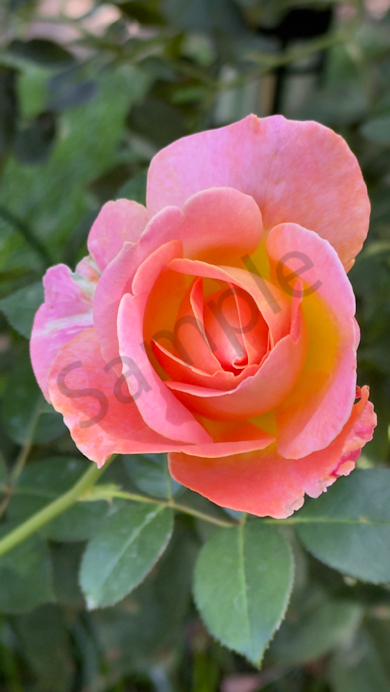 Img 6567 Art | MANN uP Art