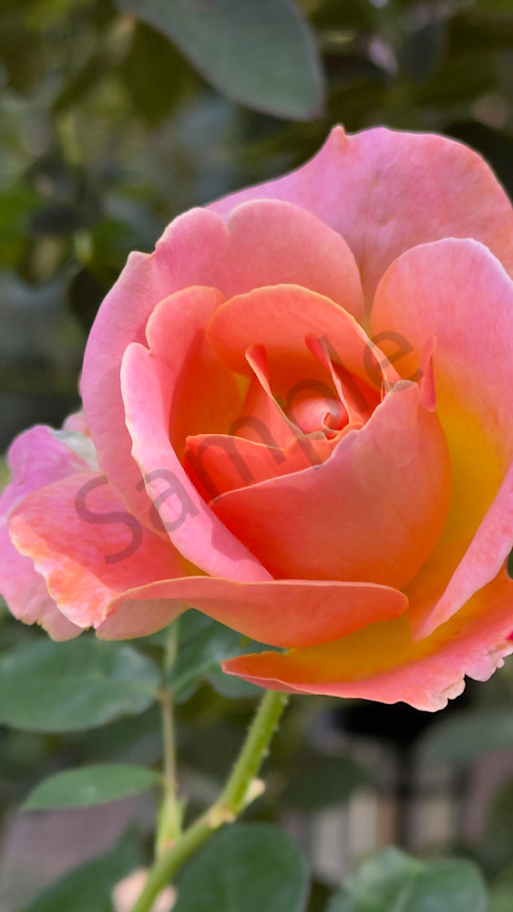 Pink Rose 2 Art | MANN uP Art