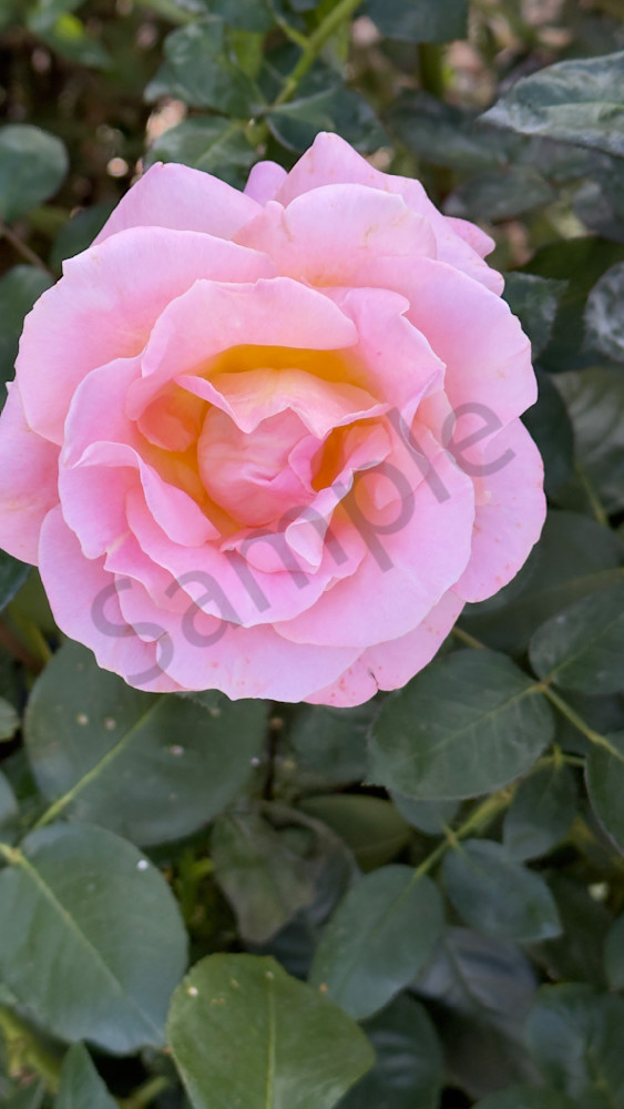 Img 6556 Art | MANN uP Art