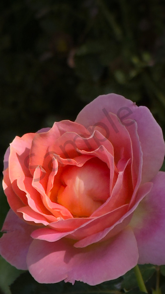 Img 6415 Art | MANN uP Art