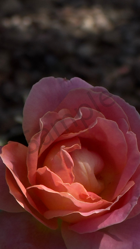 Pink Rose 1 Art | MANN uP Art