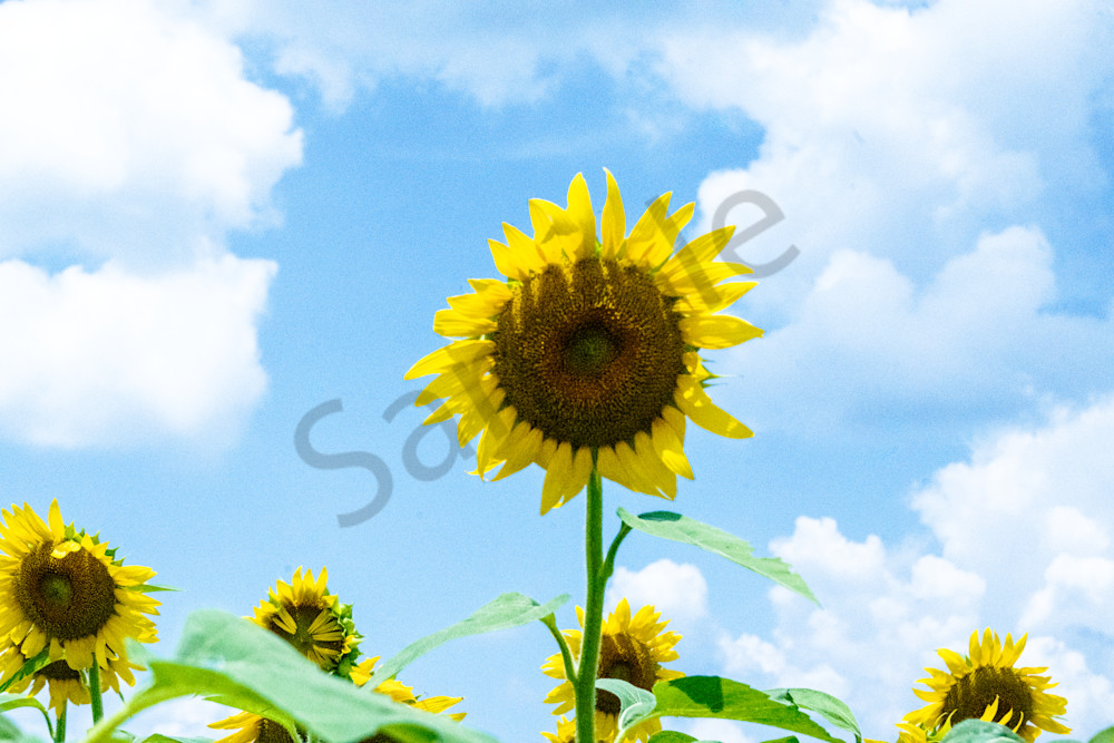 Golden Sun Seeker - Vibrant Sunflower Against Blue Sky Print | bamaprice.com