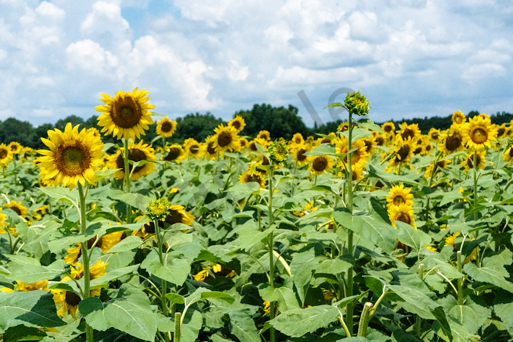 Autaugaville's Golden Sea - Alabama Sunflower Field Print | bamaprice.com