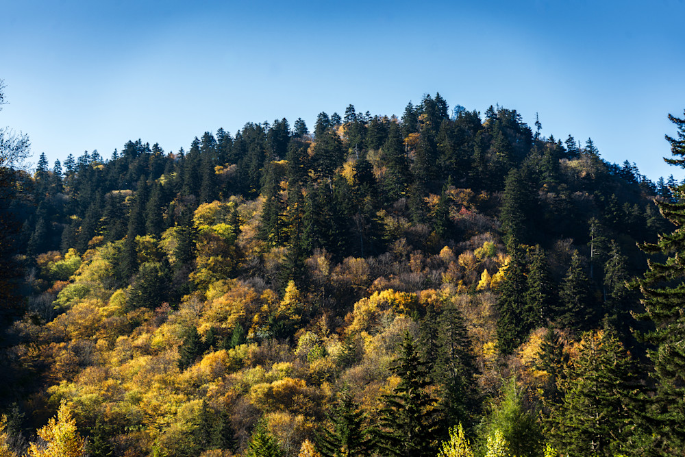Golden Highlands - Smoky Mountains Yellow Fall Foliage Print | www.bamaprice.com