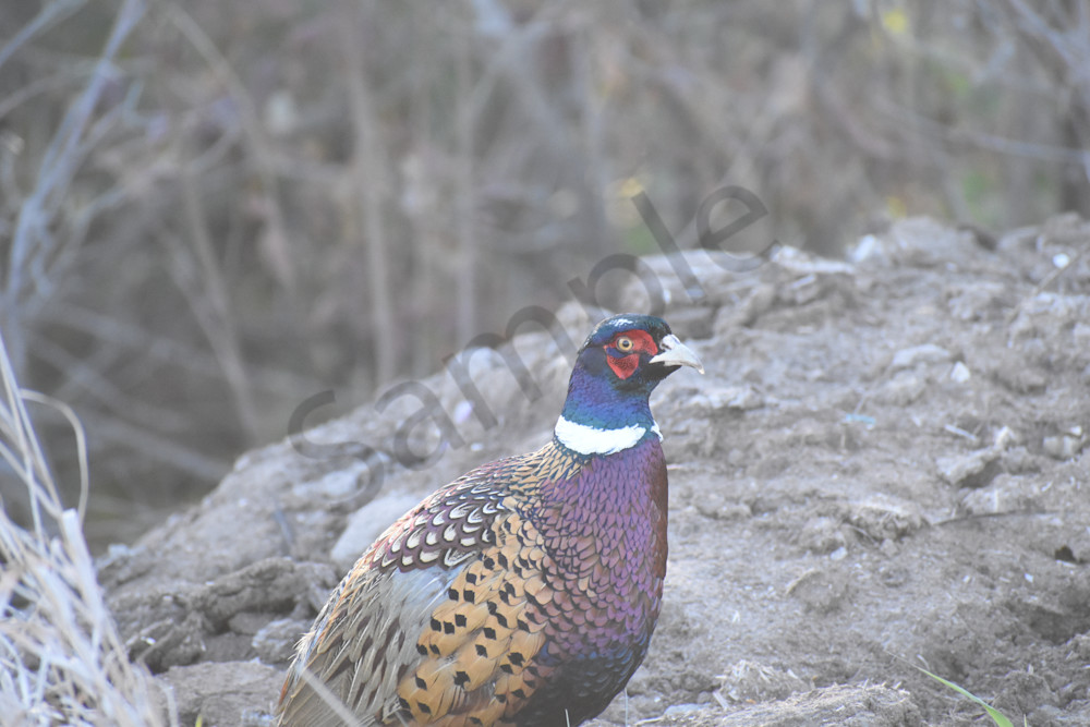 Dsc0084 5 Photography Art | Photos By Regan