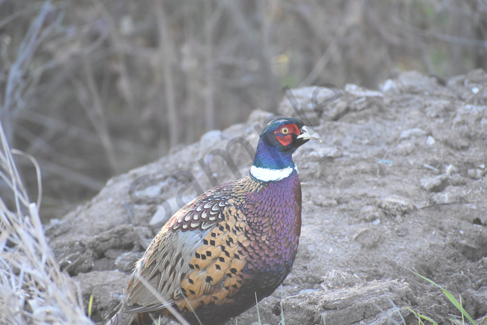 Do These Colors Match? Photography Art | Photos By Regan