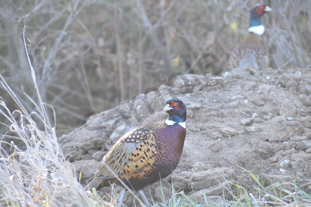 A Pair Of Pheasants Photography Art | Photos By Regan