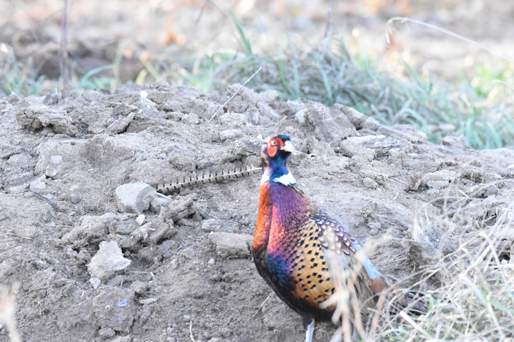 Colors Of Nature Photography Art | Photos By Regan