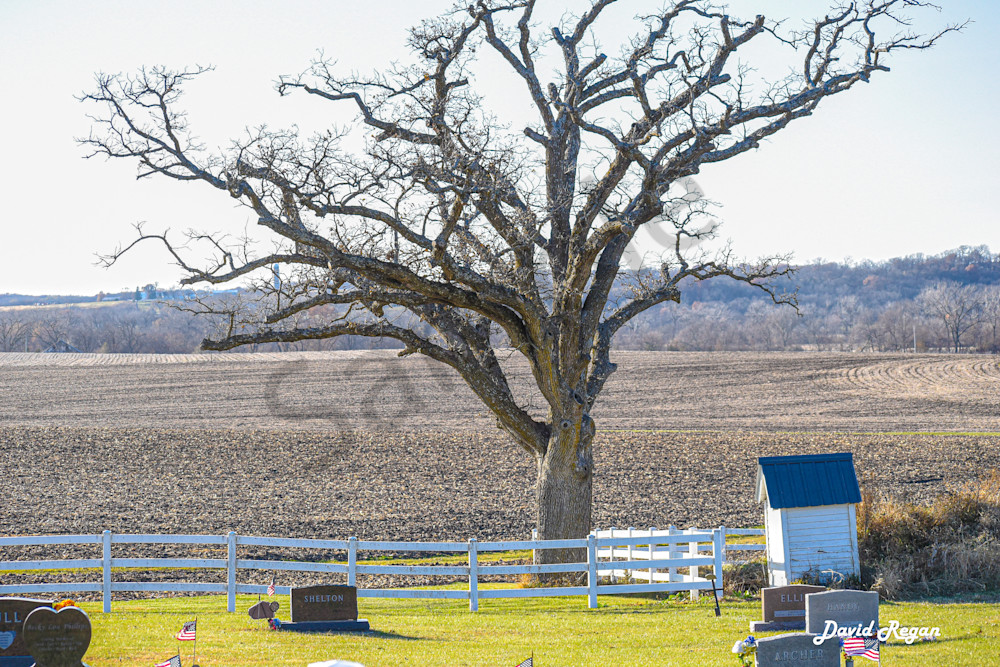 Lone Tree On Cemetery Hill Photography Art | Photos By Regan