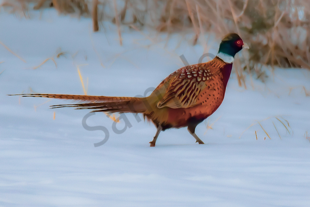 Dsc0112 Photography Art | Photos By Regan