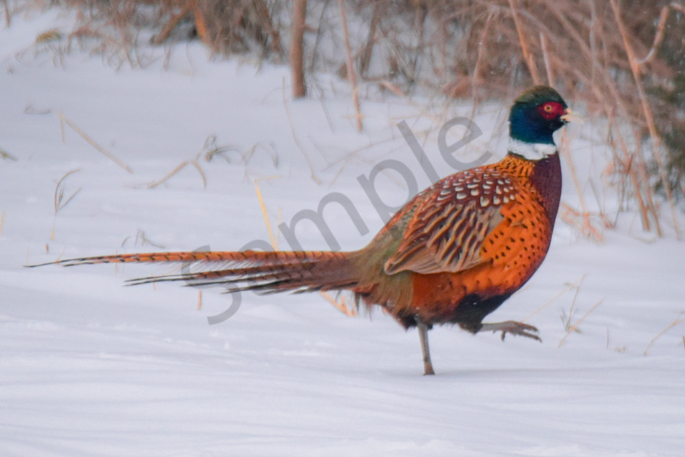 Dsc0111 3 Photography Art | Photos By Regan