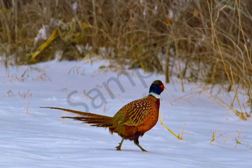 Dsc0108 3 Photography Art | Photos By Regan