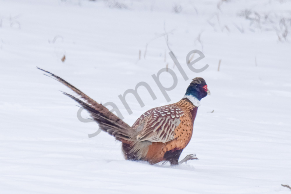 Dsc0102 Photography Art | Photos By Regan