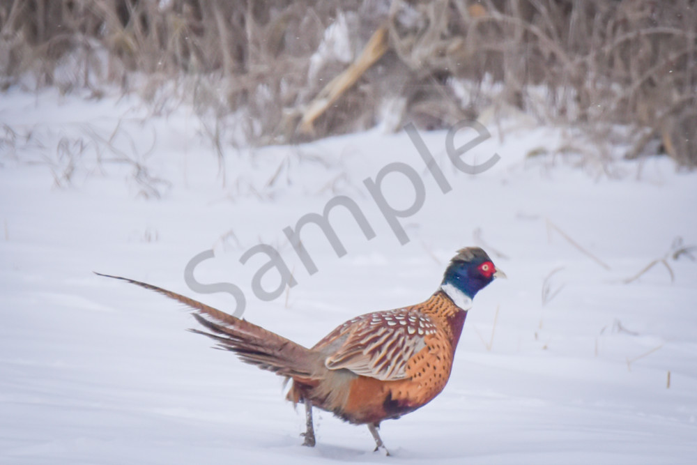 Dsc0105 Photography Art | Photos By Regan