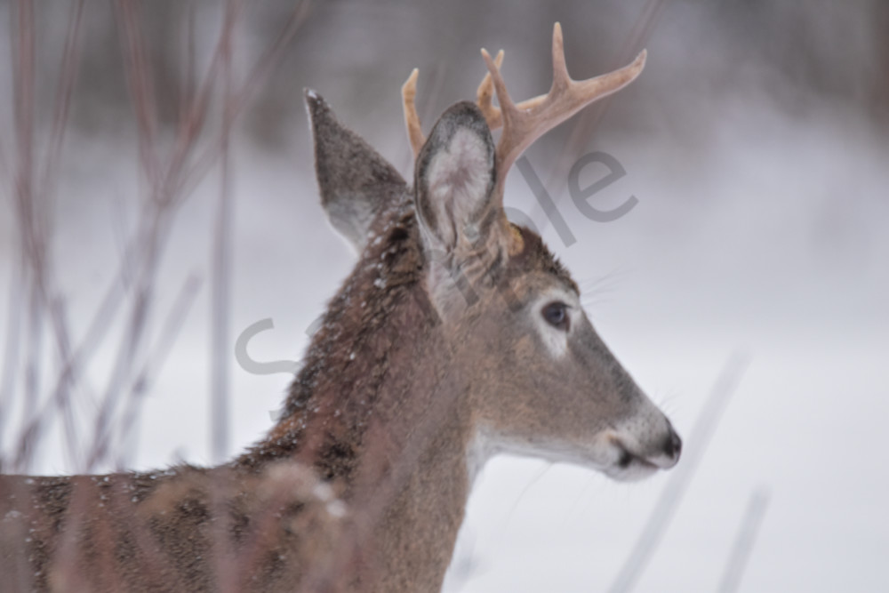 Dsc0181 2 Photography Art | Photos By Regan