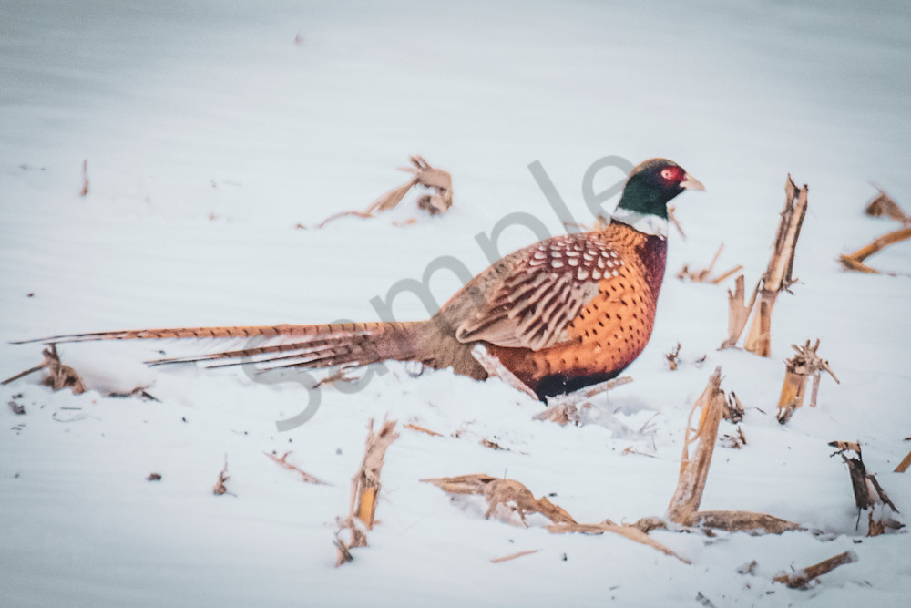 Dsc0088 4 Photography Art | Photos By Regan