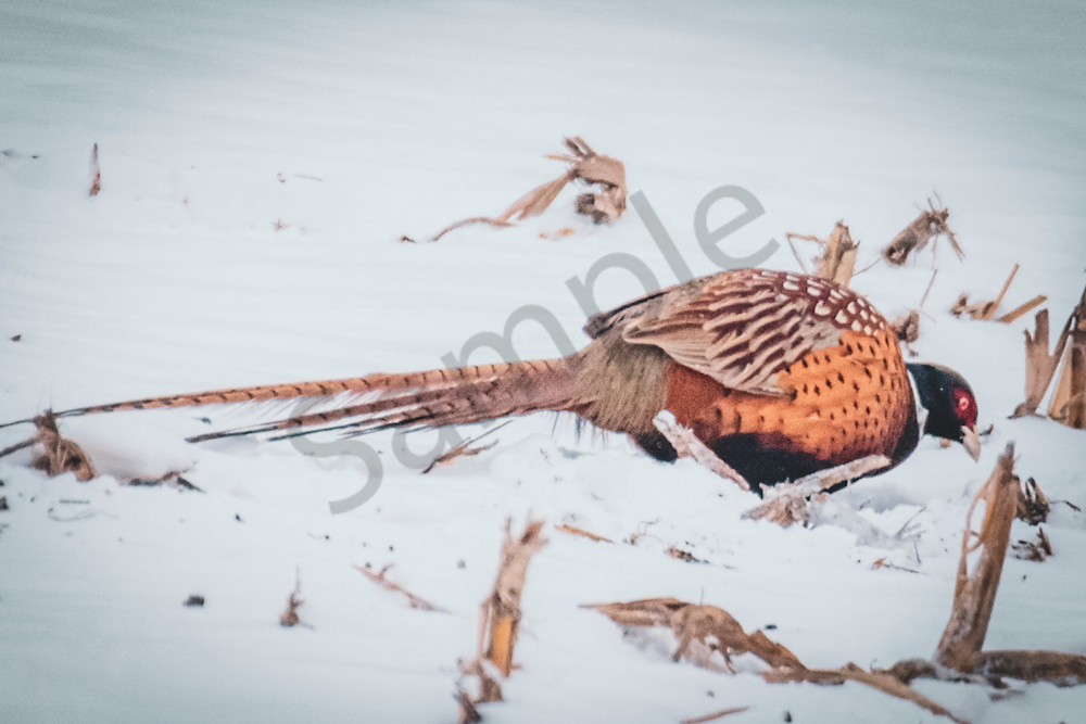 Dsc0090 5 Photography Art | Photos By Regan