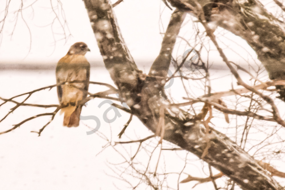 Dsc0067 5 Photography Art | Photos By Regan