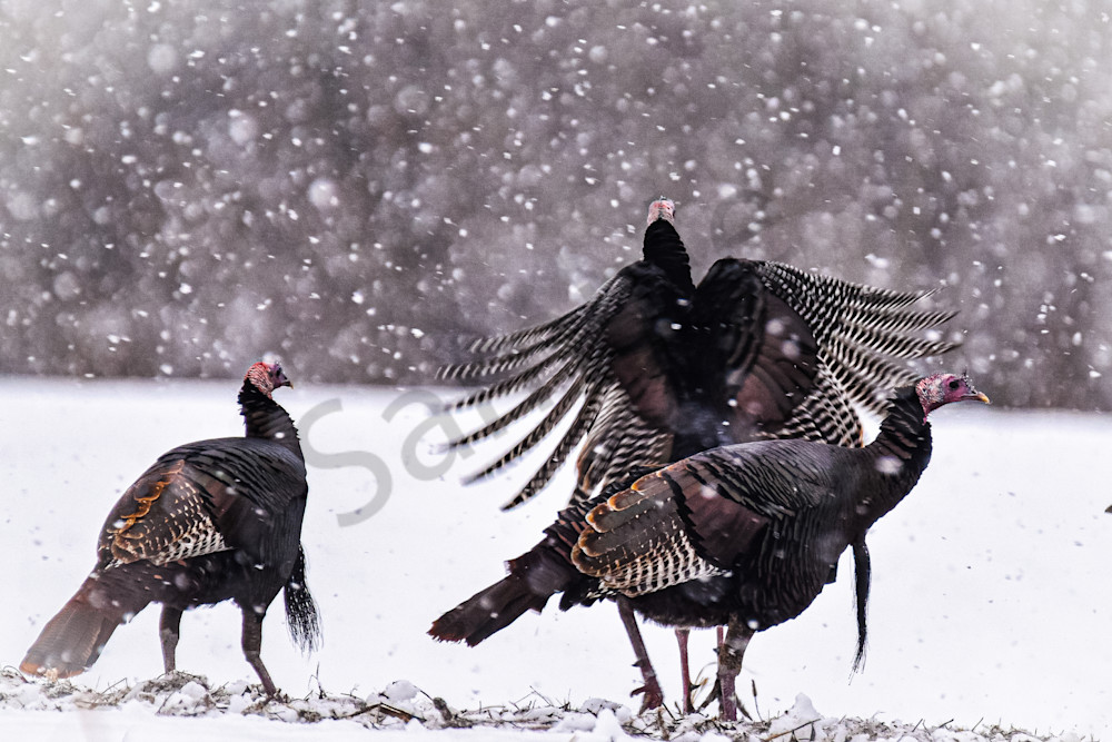 Dsc0028 6 Photography Art | Photos By Regan