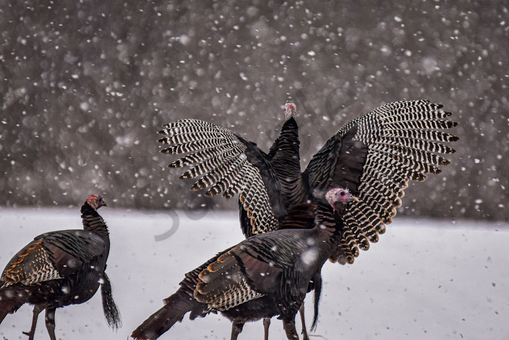 Dsc0026 7 Photography Art | Photos By Regan