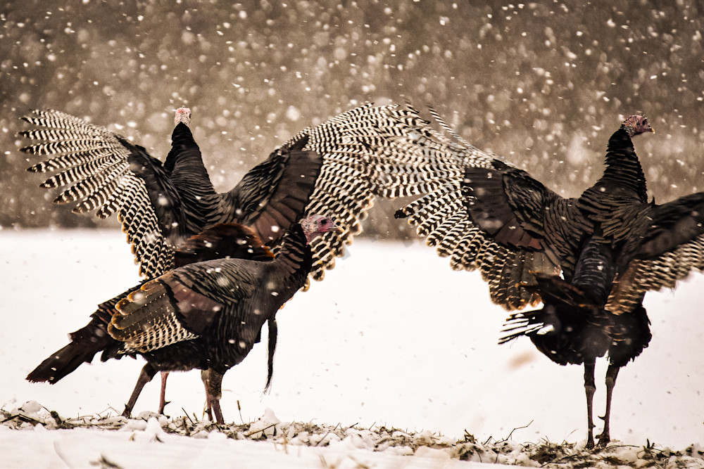Turkeys In The Snow Photography Art | Photos By Regan