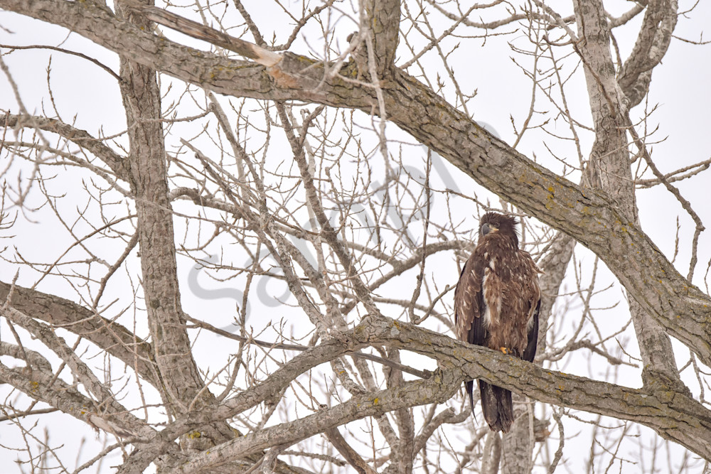 Dsc0008 7 Photography Art | Photos By Regan