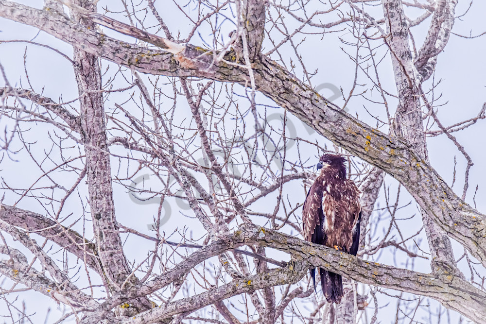 Dsc0007 8 Photography Art | Photos By Regan