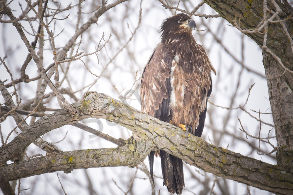Learning From Observation Photography Art | Photos By Regan