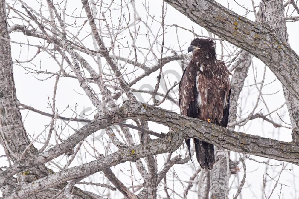 Dsc0006 11 Photography Art | Photos By Regan
