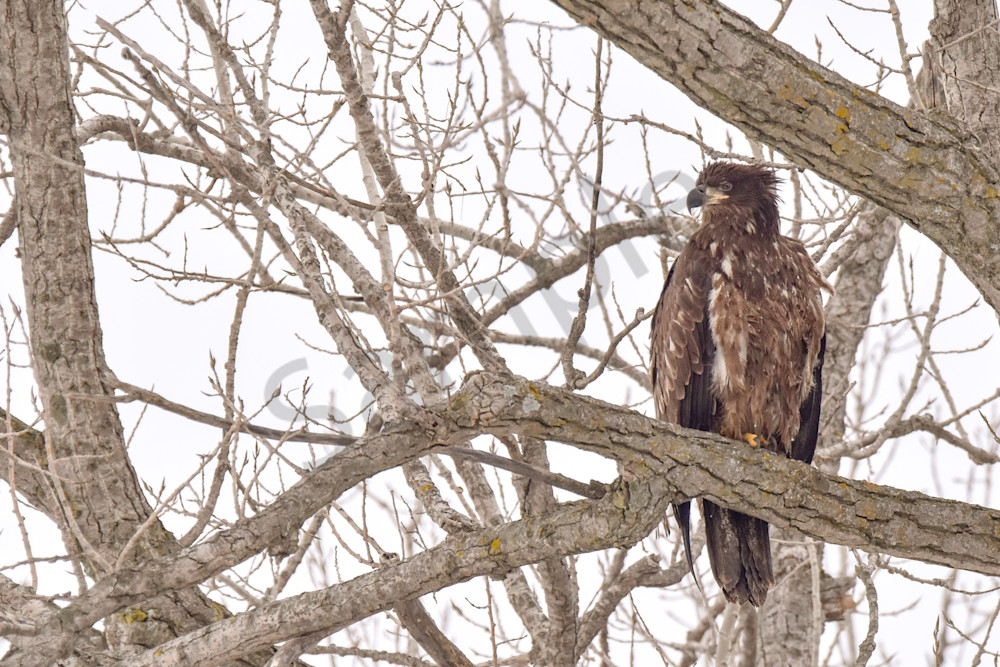 Dsc0005 12 Photography Art | Photos By Regan