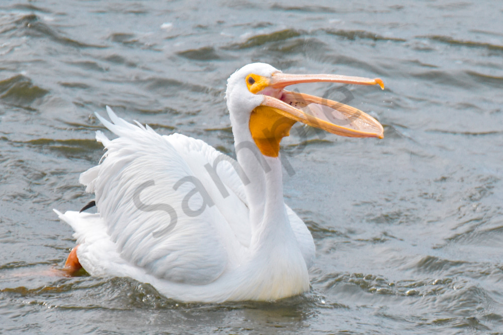 Dsc0358 Photography Art | Photos By Regan