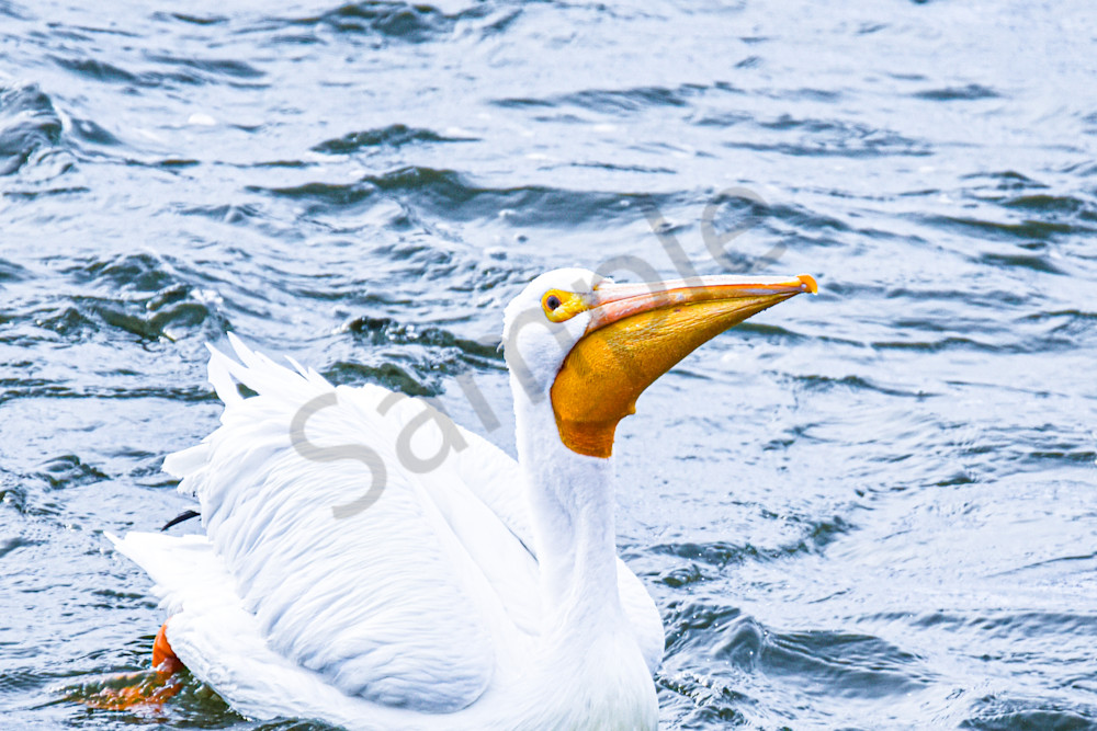 Dsc0359 Photography Art | Photos By Regan