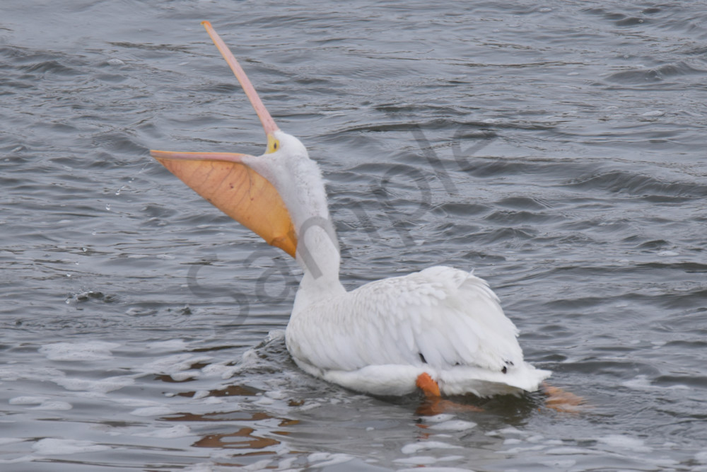 Dsc0068 4 Photography Art | Photos By Regan