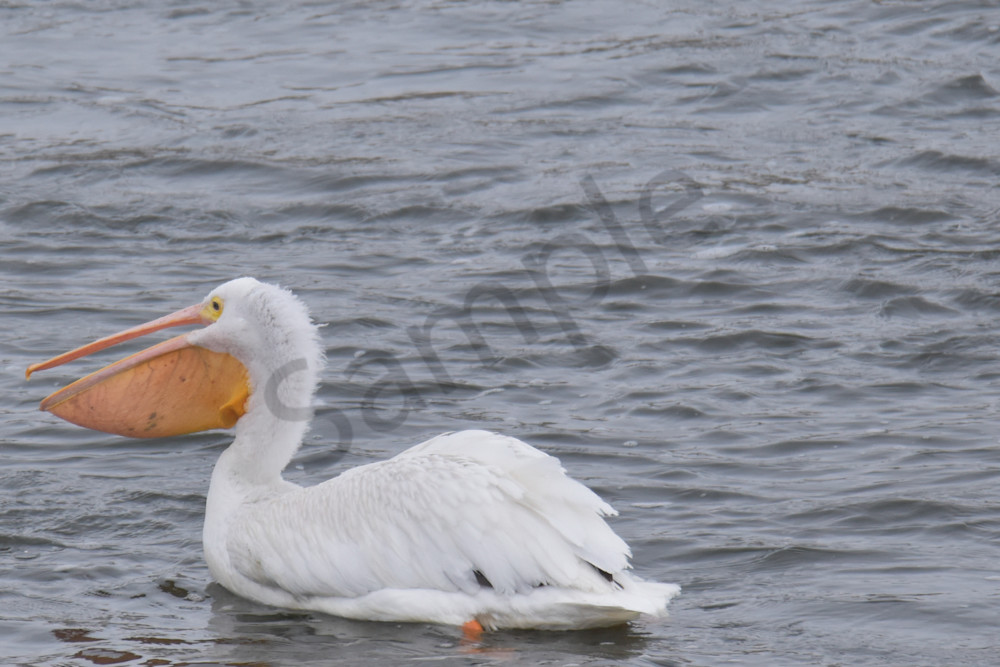 Dsc0048 5 Photography Art | Photos By Regan