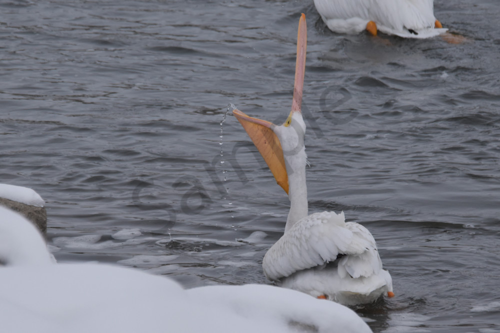 Dsc0056 2 Photography Art | Photos By Regan