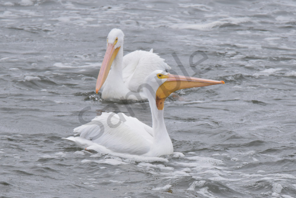 Dsc0090 6 Photography Art | Photos By Regan
