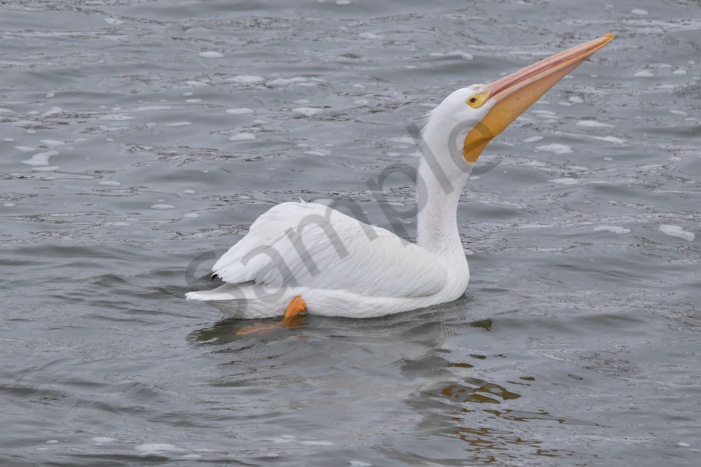 Dsc0038 3 Photography Art | Photos By Regan