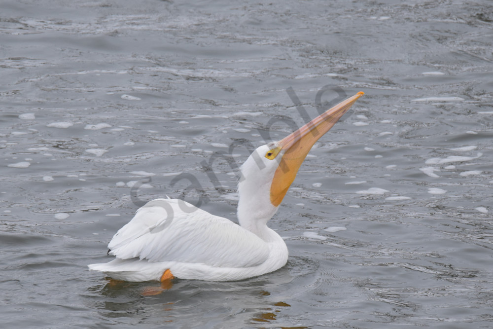 Dsc0042 3 Photography Art | Photos By Regan