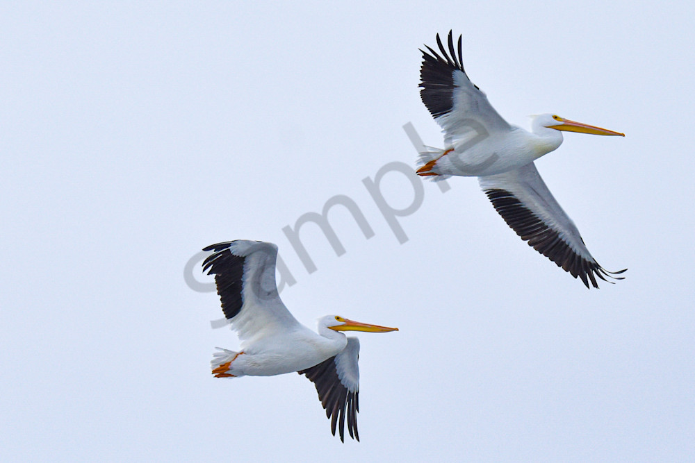 Dsc0255 Photography Art | Photos By Regan