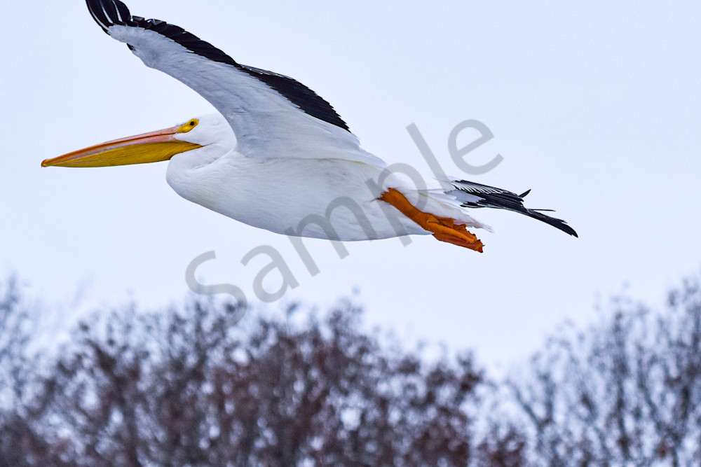 Dsc0225 Photography Art | Photos By Regan