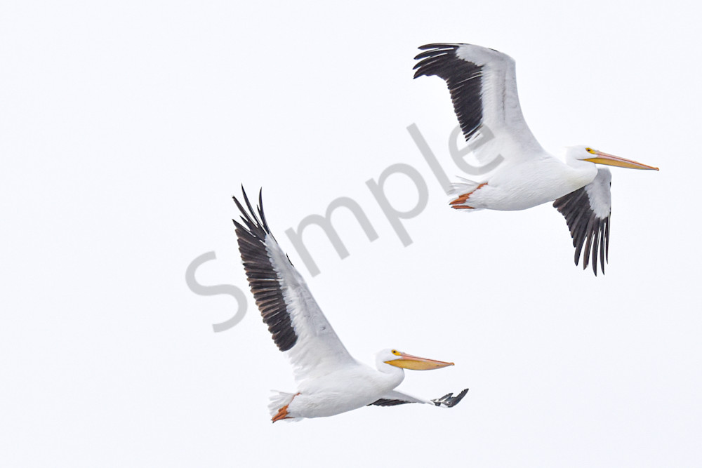 Dsc0254 Photography Art | Photos By Regan