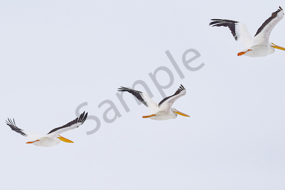 Dsc0208 Photography Art | Photos By Regan