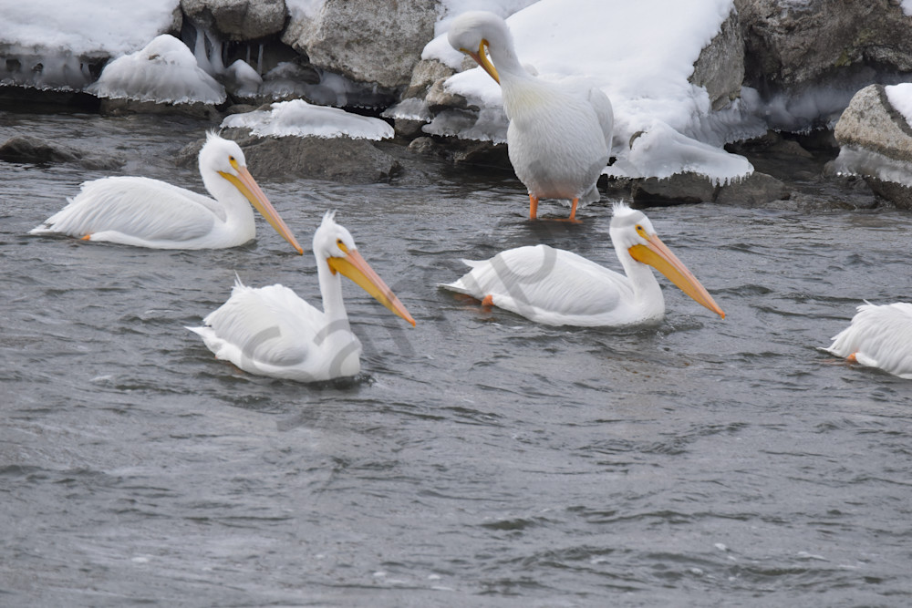 Dsc0339 Photography Art | Photos By Regan