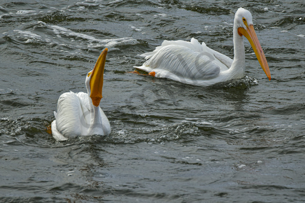 Dsc0348 Photography Art | Photos By Regan