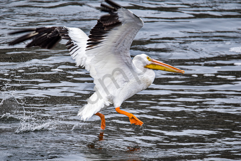 Dsc0275 Photography Art | Photos By Regan
